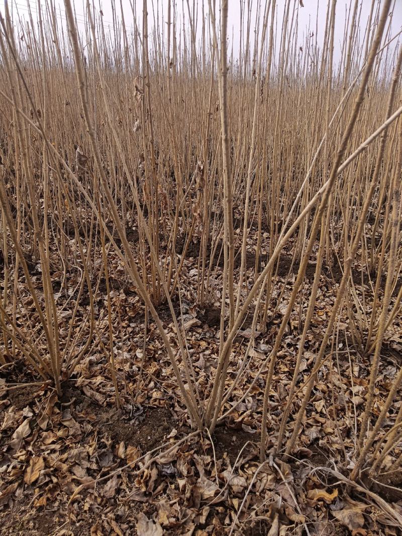东北连翘，连翘球，连翘大堆，连翘播种小苗，，