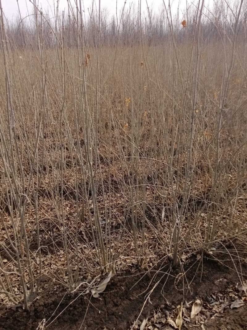 爆马丁香堆