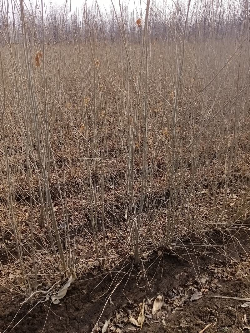 爆马丁香堆