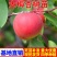 杏树荷兰香蜜杏金太阳凯特早熟杏嫁接苗南北方皆可种植