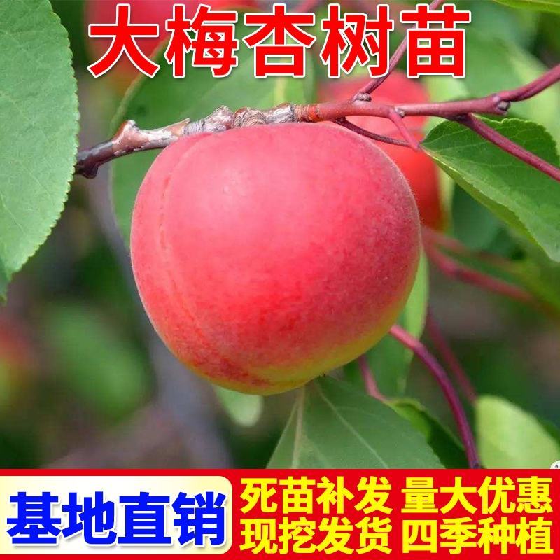 杏树荷兰香蜜杏金太阳凯特早熟杏嫁接苗南北方皆可种植
