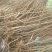 杏树荷兰香蜜杏金太阳凯特早熟杏嫁接苗南北方皆可种植