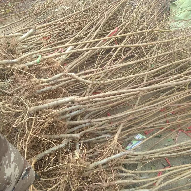 杏树荷兰香蜜杏金太阳凯特早熟杏嫁接苗南北方皆可种植
