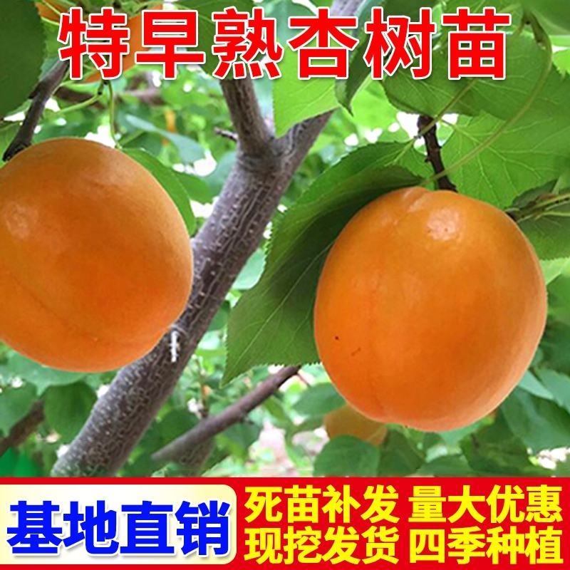 杏树荷兰香蜜杏金太阳凯特早熟杏嫁接苗南北方皆可种植