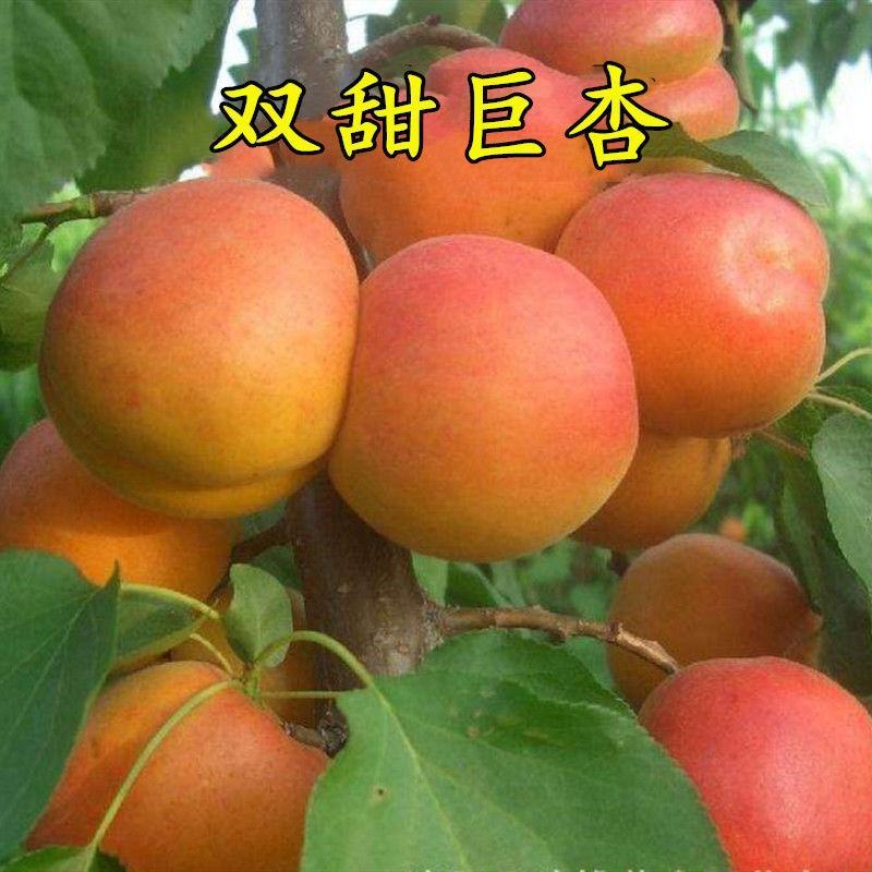 杏树荷兰香蜜杏金太阳凯特早熟杏嫁接苗南北方皆可种植