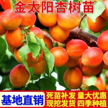 杏树荷兰香蜜杏金太阳凯特早熟杏嫁接苗南北方皆可种植