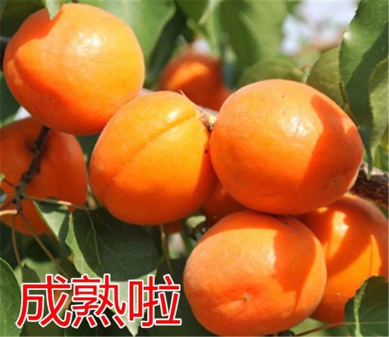 杏树荷兰香蜜杏金太阳凯特早熟杏嫁接苗南北方皆可种植