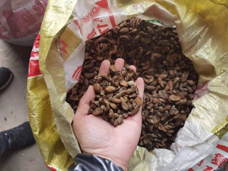 野生蛴螬，中药材收购点。可长期合作非诚勿扰