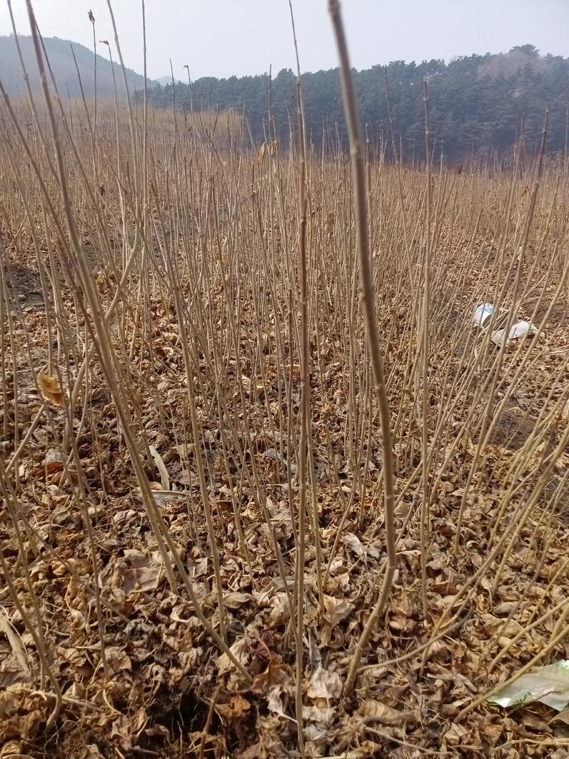 东北连翘播种小苗，连翘小苗，连翘大堆，连翘堆，，，，，