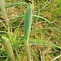 猪屎尾，正宗湘玉竹种！！高禾玉竹种。二年玉竹种茎