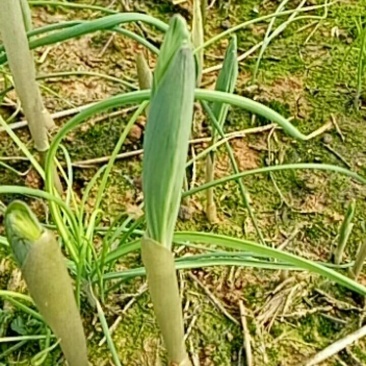 猪屎尾，正宗湘玉竹种！！高禾玉竹种。二年玉竹种茎