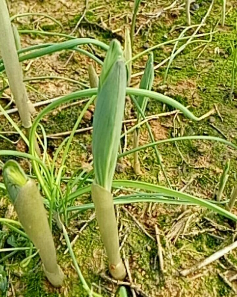 猪屎尾，正宗湘玉竹种！！高禾玉竹种。二年玉竹种茎