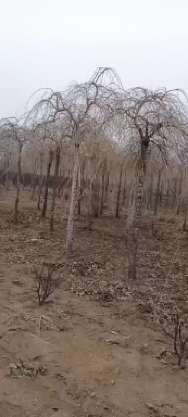 垂枝丁香接穗，