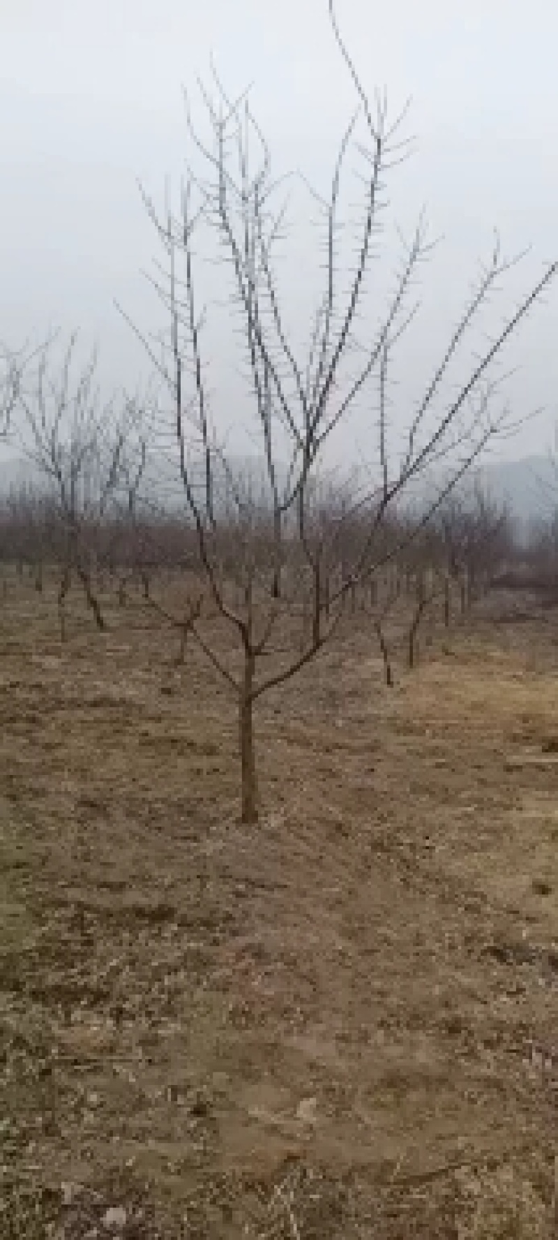 垂枝丁香接穗，