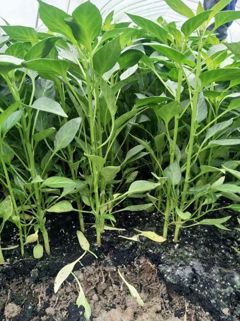 辣椒苗茄苗.大量供应