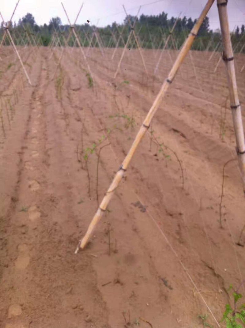 山药专用爬藤网搭架专用网厂家直销大量现货供应