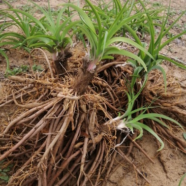 沙土地黄花菜种苗金针菜根种苗易存活