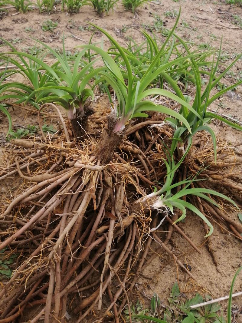 沙土地黄花菜种苗金针菜根种苗易存活
