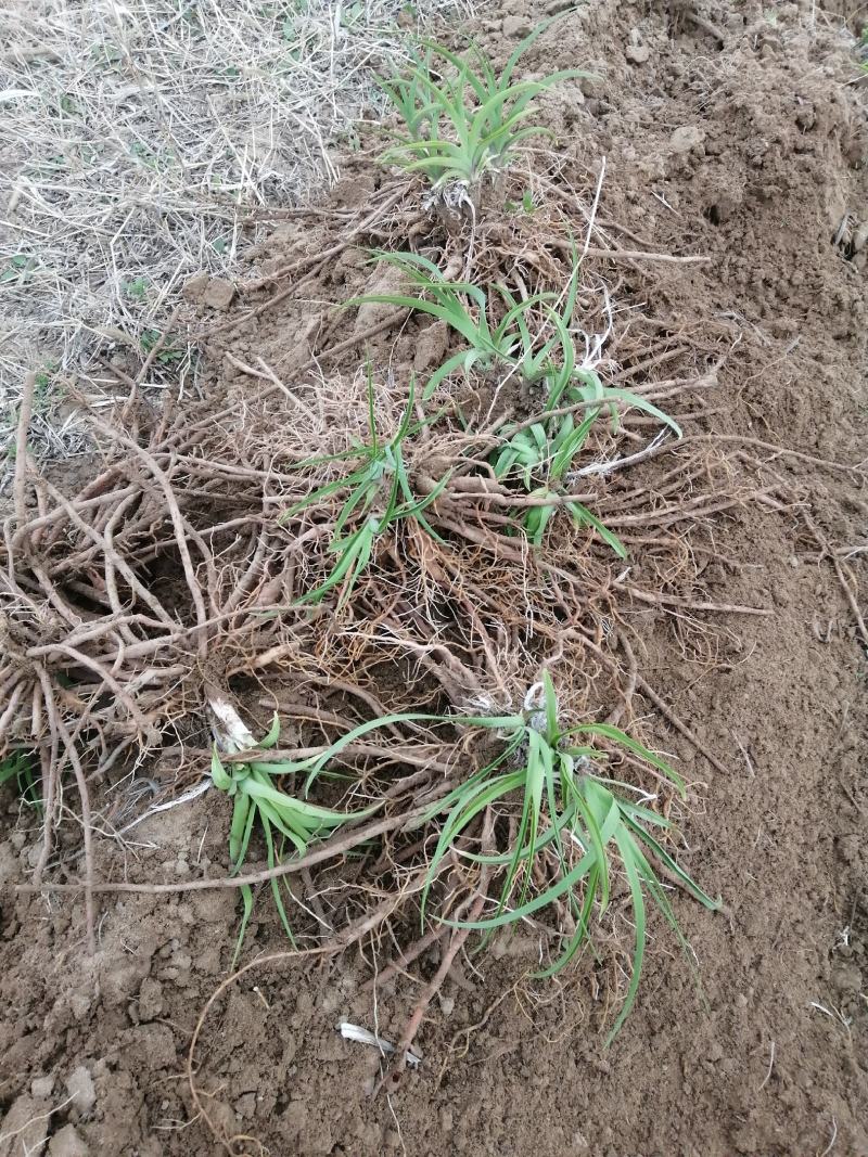 沙土地黄花菜种苗金针菜根种苗易存活