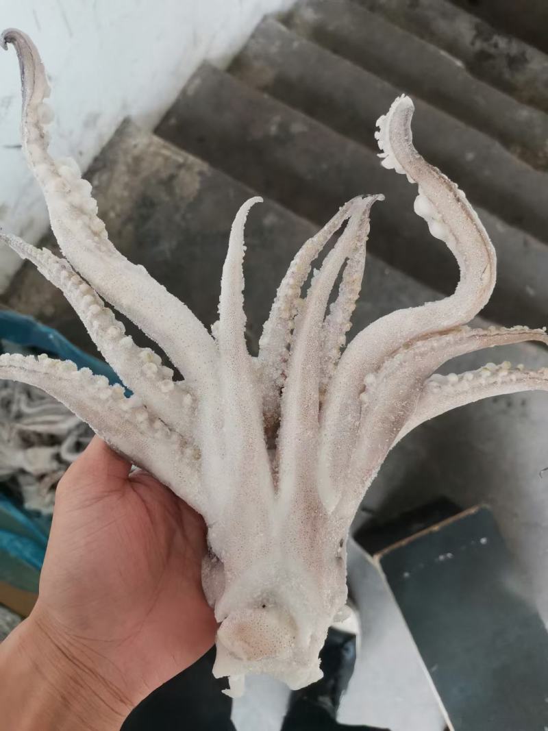 鱿鱼头，单冻鱿鱼头，净重6斤整柜回货，适合市场批发零售，