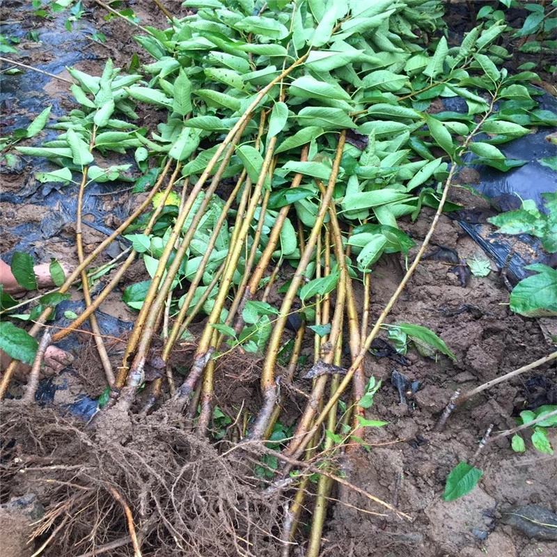 樱桃树车厘子大红灯乌克兰美早嫁接苗北方种植培育