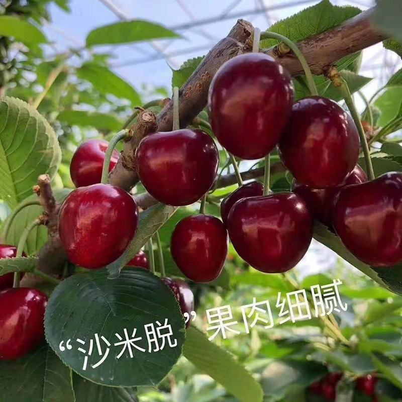 樱桃树车厘子大红灯乌克兰美早嫁接苗北方种植培育