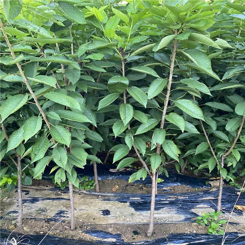 樱桃树车厘子大红灯乌克兰美早嫁接苗北方种植培育