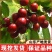 樱桃树车厘子大红灯乌克兰美早嫁接苗北方种植培育