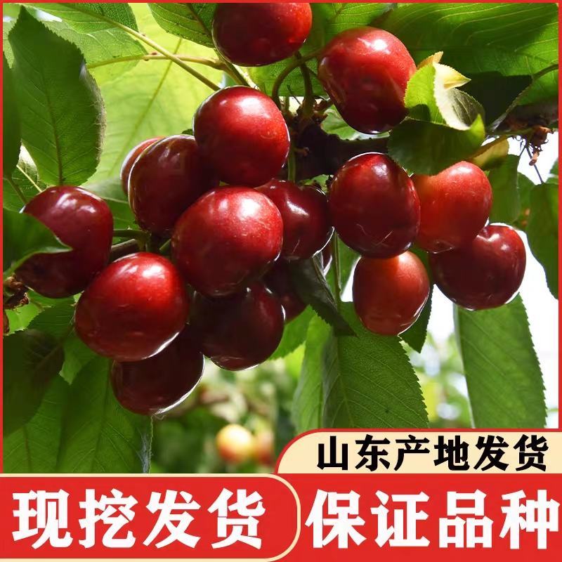 樱桃树车厘子大红灯乌克兰美早嫁接苗北方种植培育