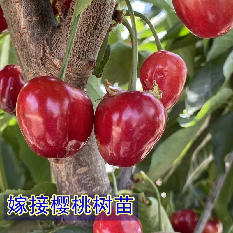 樱桃树车厘子大红灯乌克兰美早嫁接苗北方种植培育