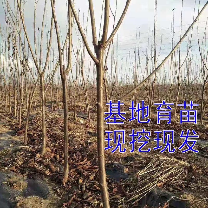樱桃树车厘子大红灯乌克兰美早嫁接苗北方种植培育