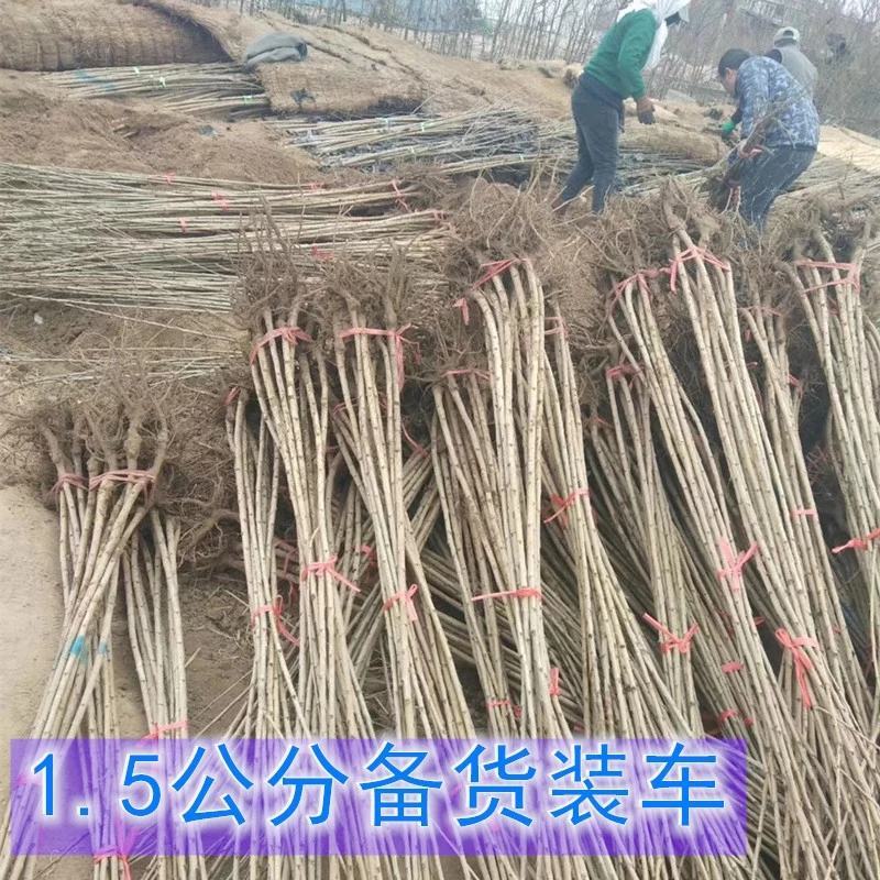 樱桃树车厘子大红灯乌克兰美早嫁接苗北方种植培育
