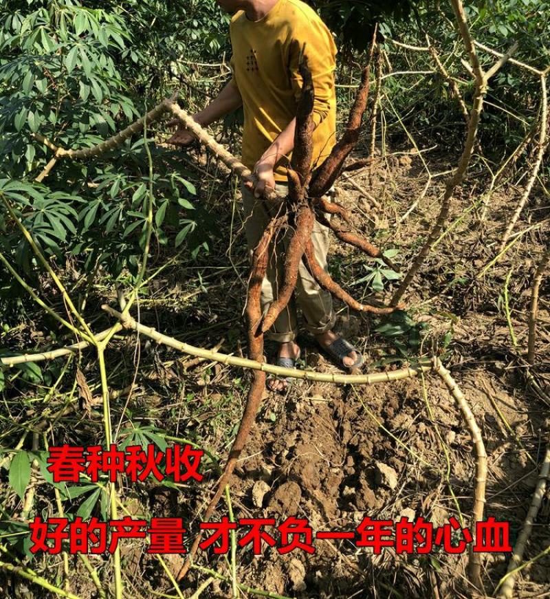 木薯种苗面包薯黄木薯苗白红木薯苗淀粉专用木薯种子