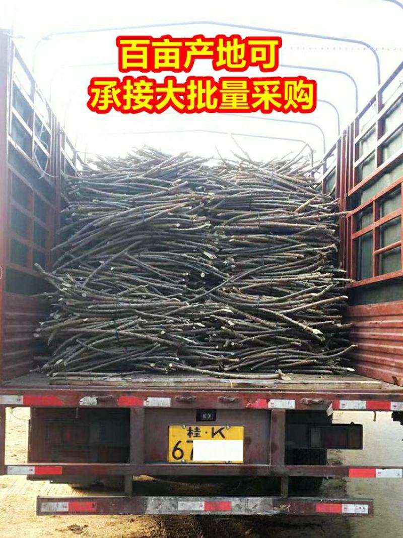 木薯种苗面包薯黄木薯苗白红木薯苗淀粉专用木薯种子