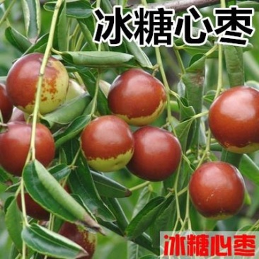 促销枣树苗金丝枣大雪枣嫁接苗北方种植盆栽苗地苗南北方皆可