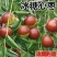 促销枣树苗金丝枣大雪枣嫁接苗北方种植盆栽苗地苗南北方皆可