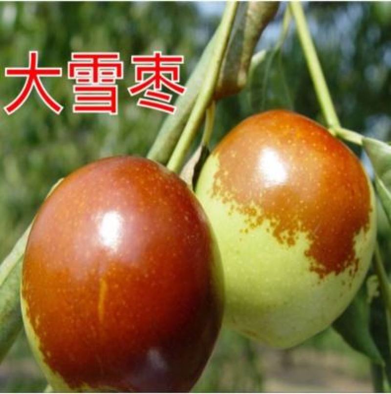 促销枣树苗金丝枣大雪枣嫁接苗北方种植盆栽苗地苗南北方皆可