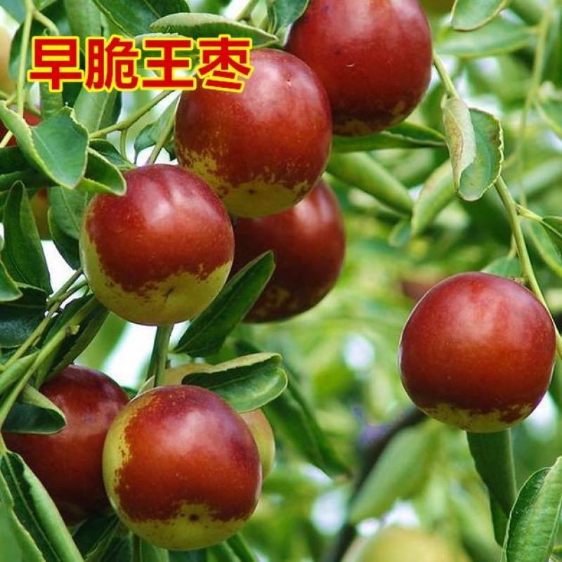 促销枣树苗金丝枣大雪枣嫁接苗北方种植盆栽苗地苗南北方皆可
