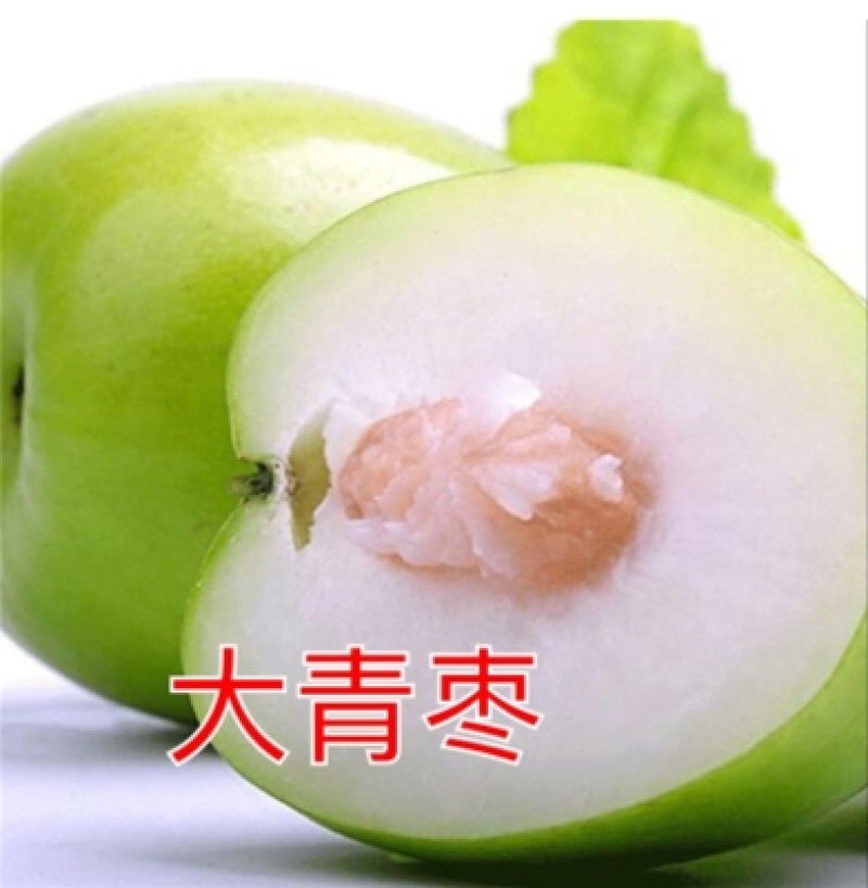 促销枣树苗金丝枣大雪枣嫁接苗北方种植盆栽苗地苗南北方皆可