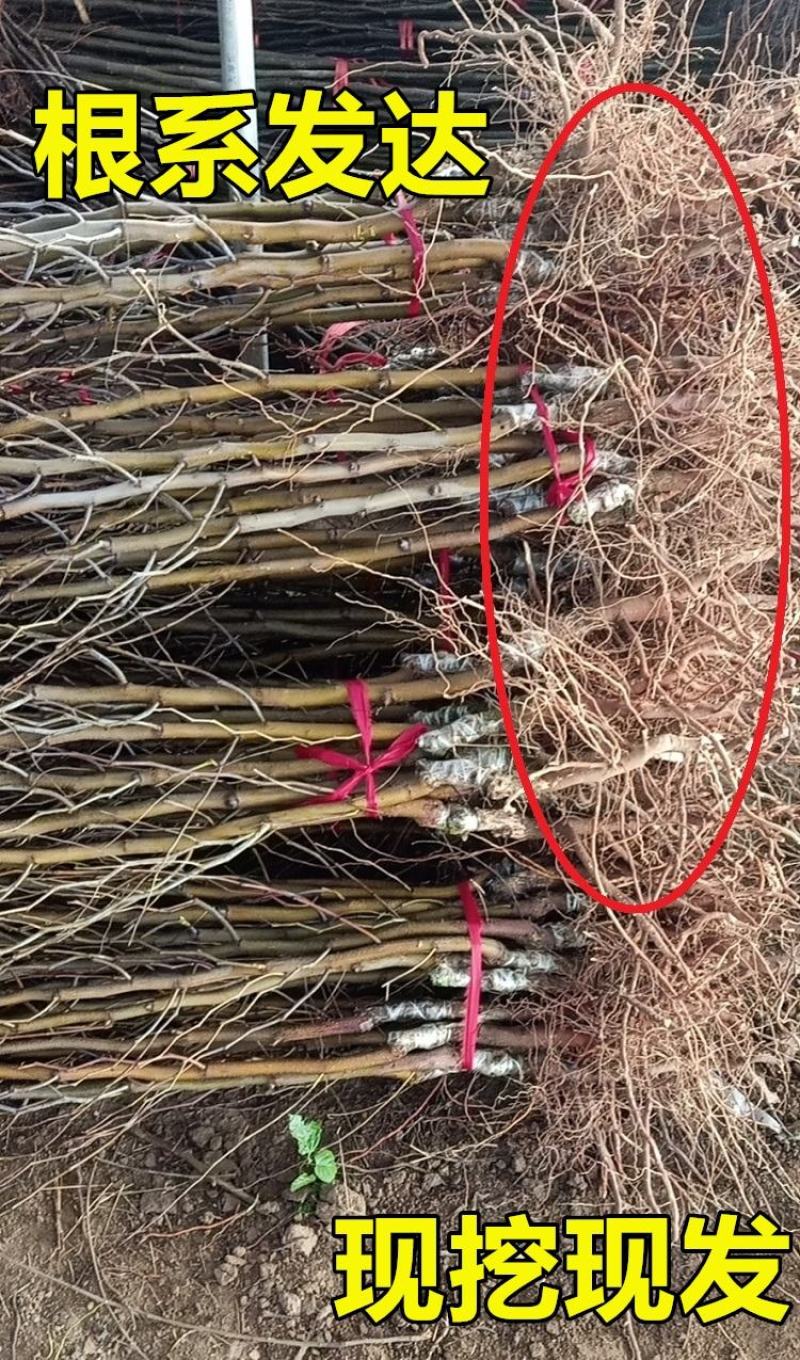 促销枣树苗金丝枣大雪枣嫁接苗北方种植盆栽苗地苗南北方皆可