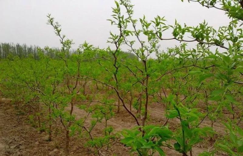 促销枣树苗金丝枣大雪枣嫁接苗北方种植盆栽苗地苗南北方皆可
