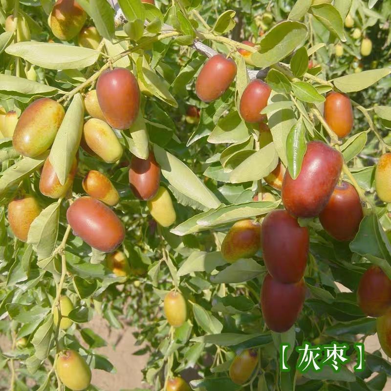 促销枣树苗金丝枣大雪枣嫁接苗北方种植盆栽苗地苗南北方皆可