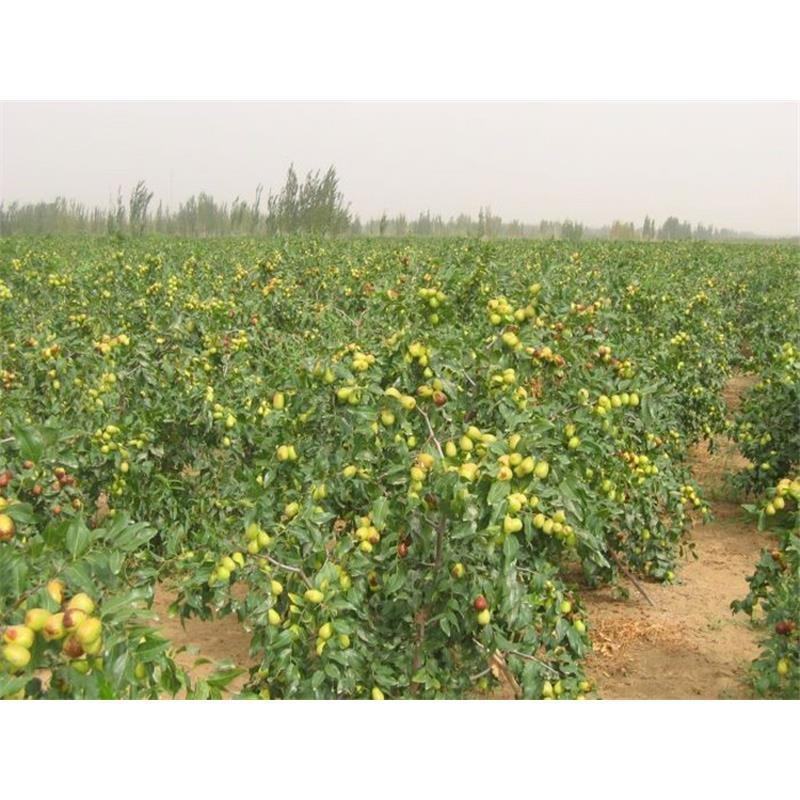促销枣树苗金丝枣大雪枣嫁接苗北方种植盆栽苗地苗南北方皆可
