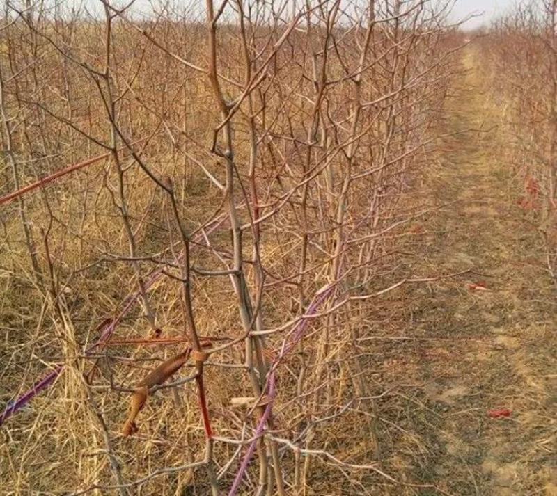 促销枣树苗金丝枣大雪枣嫁接苗北方种植盆栽苗地苗南北方皆可