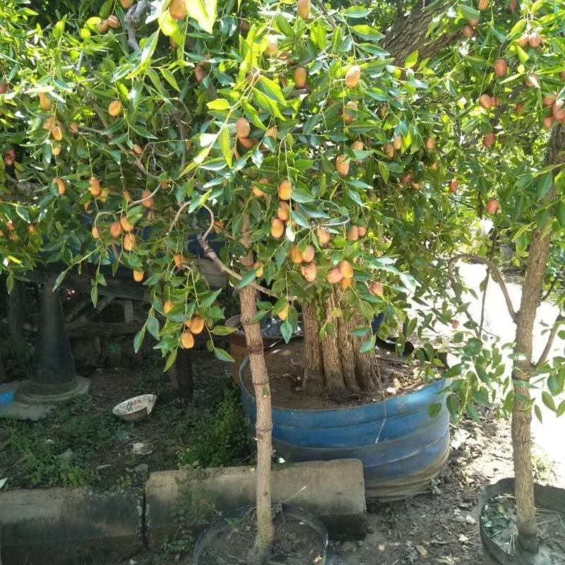 促销枣树苗金丝枣大雪枣嫁接苗北方种植盆栽苗地苗南北方皆可