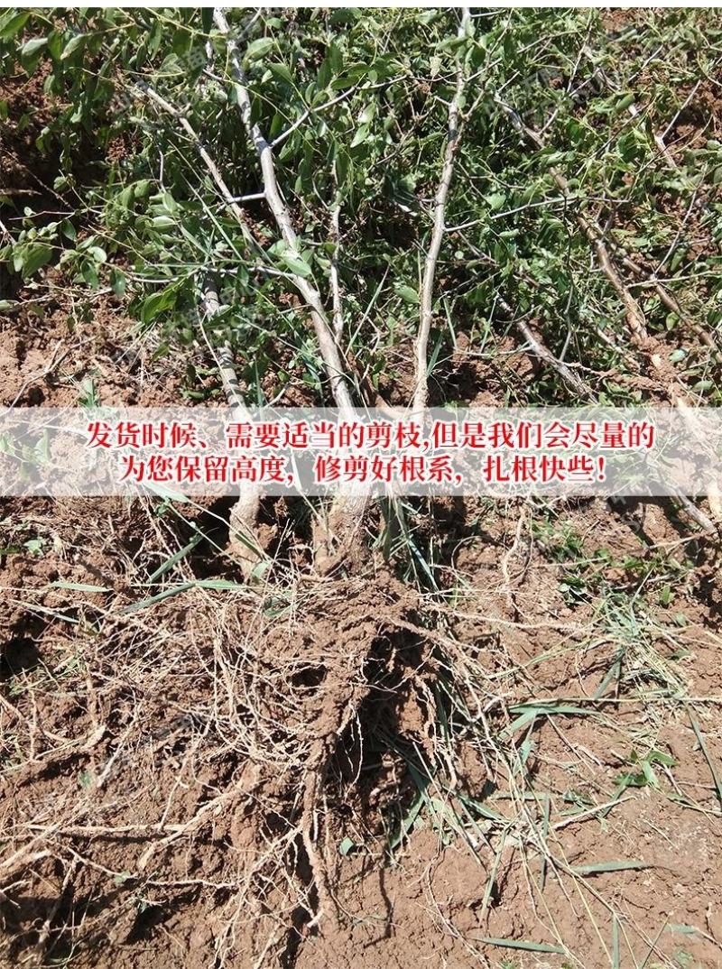 促销枣树苗金丝枣大雪枣嫁接苗北方种植盆栽苗地苗南北方皆可
