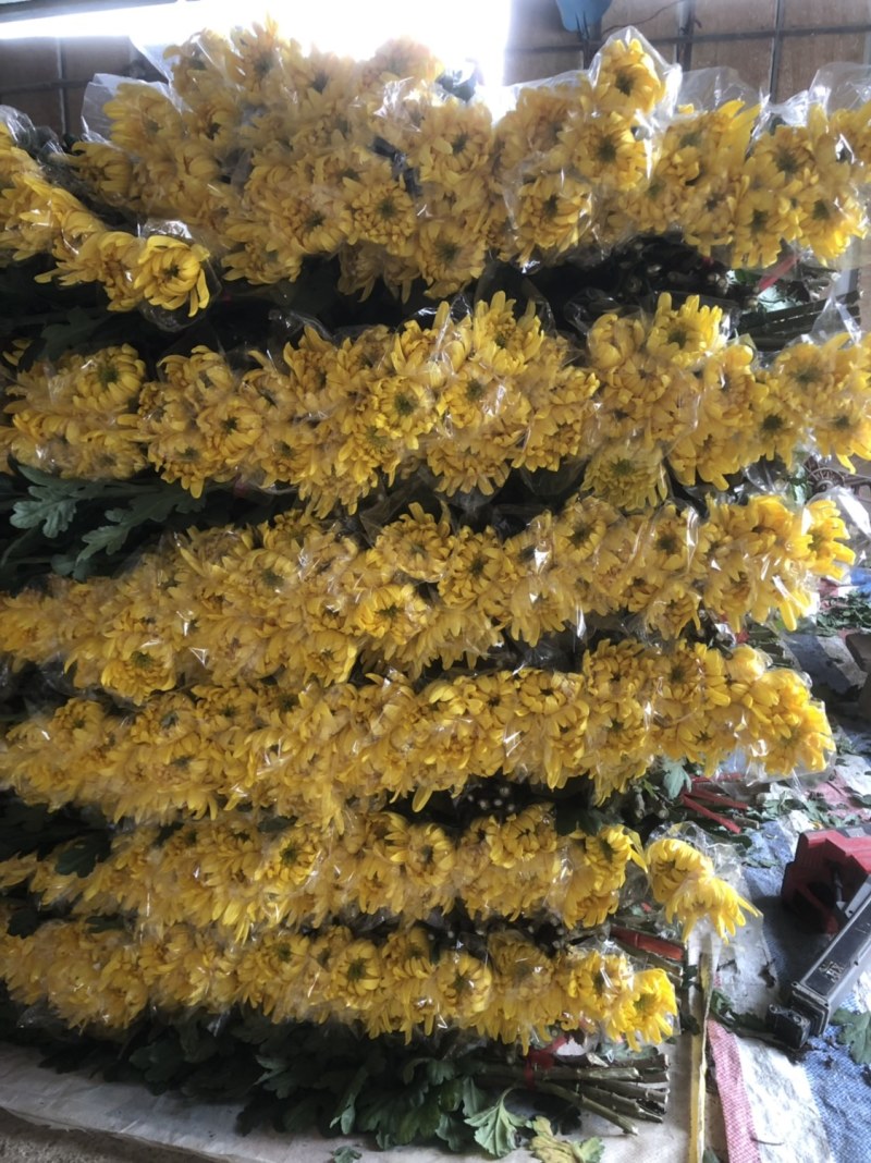 基地大量批发黄白菊欢迎咨询订购