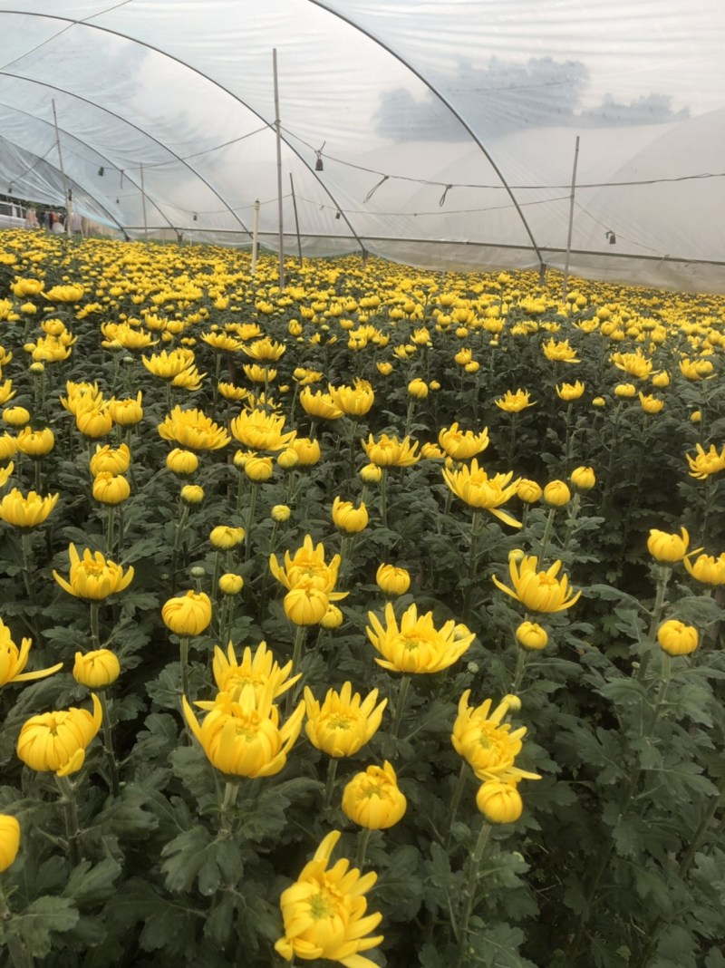 基地大量批发黄白菊欢迎咨询订购
