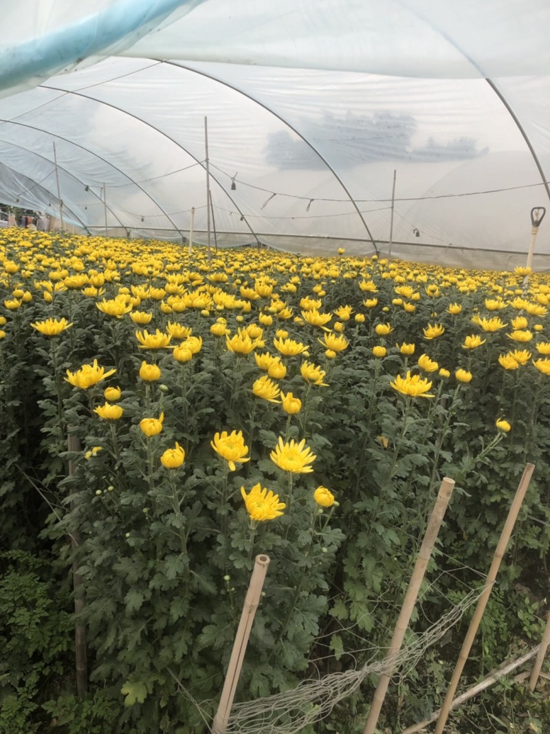 基地大量批发黄白菊欢迎咨询订购