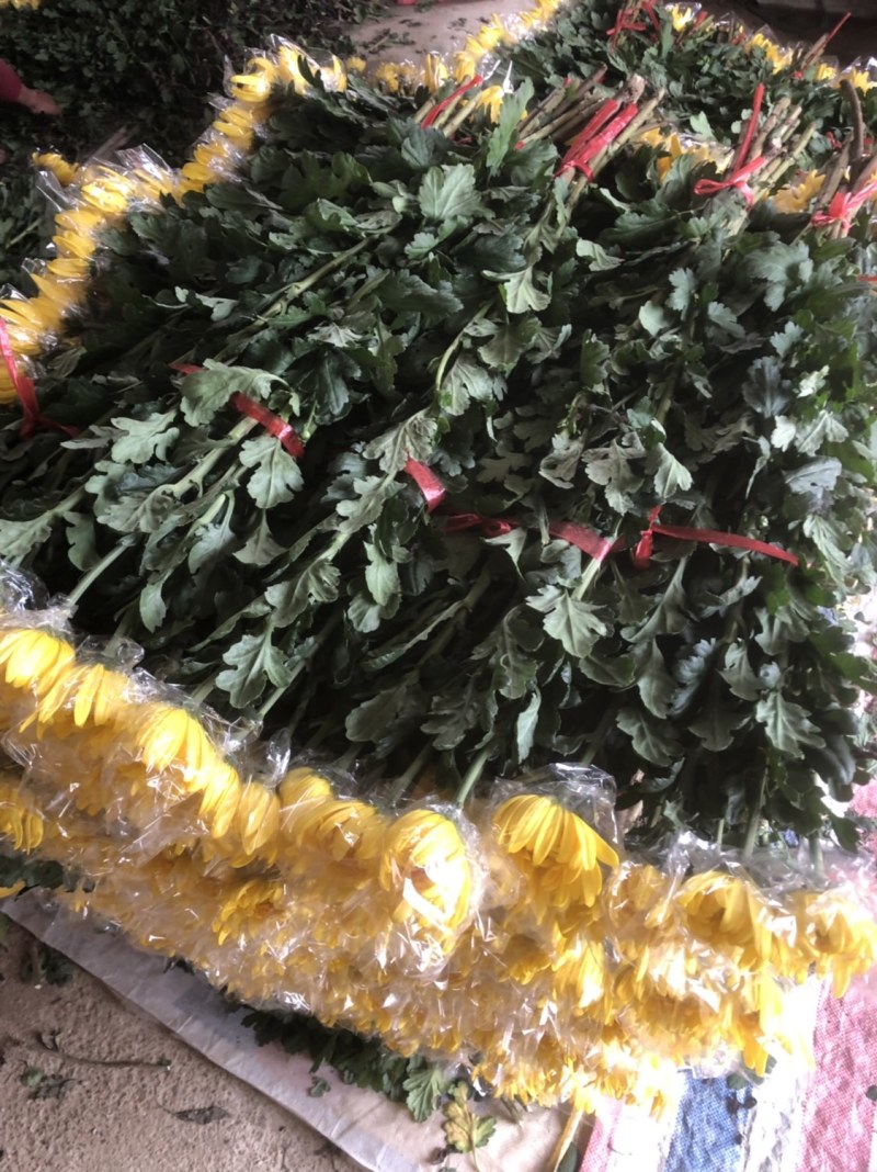 基地大量批发黄白菊欢迎咨询订购